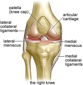 Knee