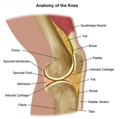 Knee Anatomy