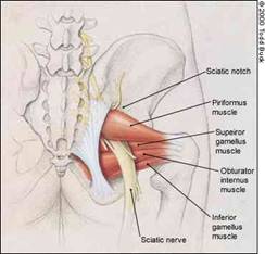 piriformis